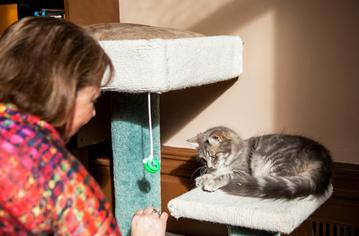 A cat sitting on a scratching pole at Cat Cafe Melbourne in 2023.